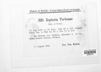 Septoria verbenae image